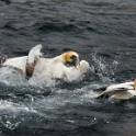 Shetland 805 copia